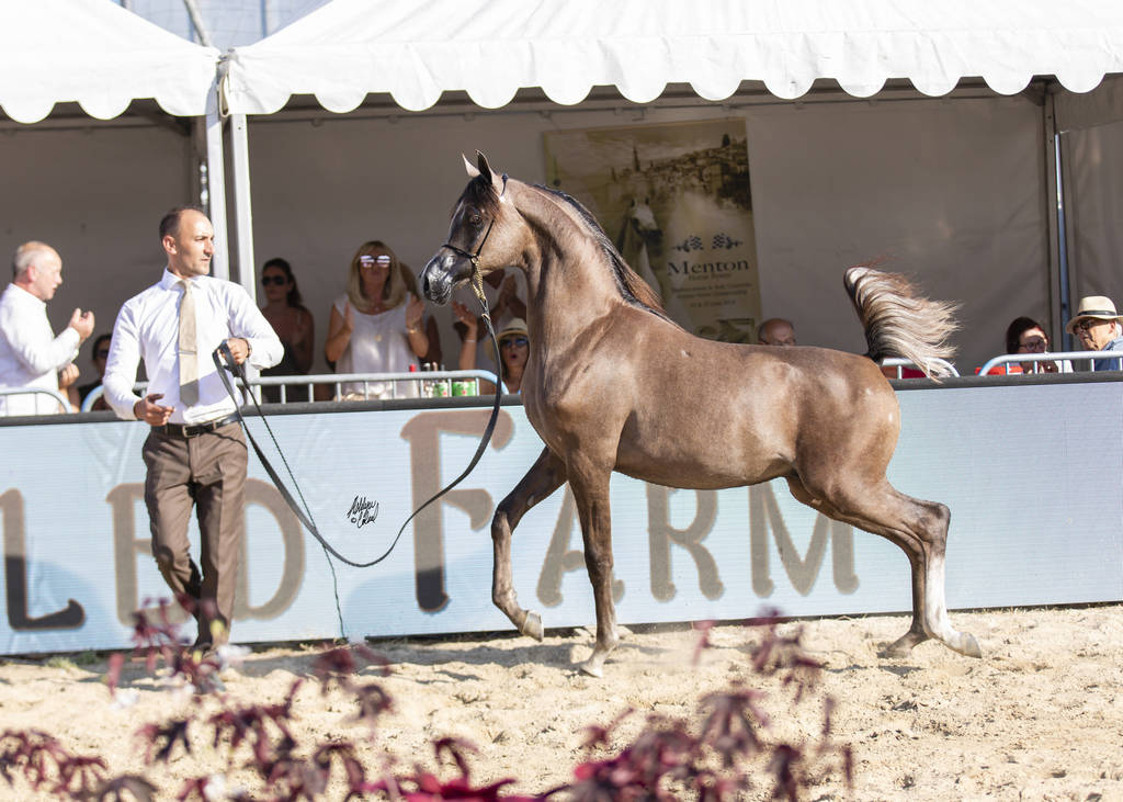 Menton Arabian Horse Show 2019