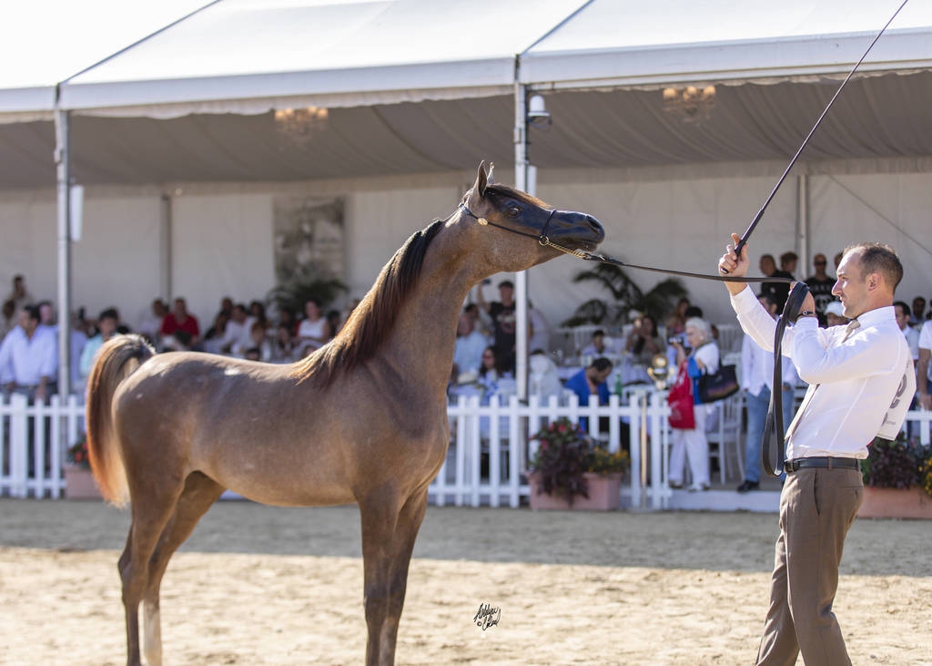 Menton Arabian Horse Show 2019