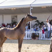 Menton Arabian Horse Show 2019