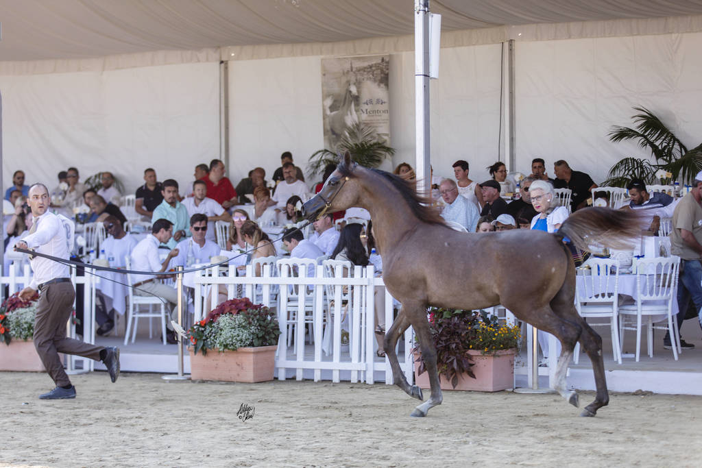 Menton Arabian Horse Show 2019