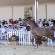 Menton Arabian Horse Show 2019