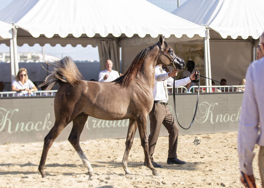 Menton Arabian Horse Show 2019