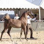 Menton Arabian Horse Show 2019