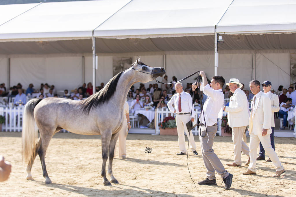 Menton Arabian Horse Show 2019