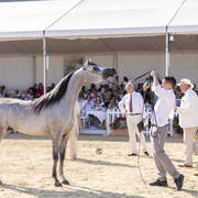 Menton Arabian Horse Show 2019