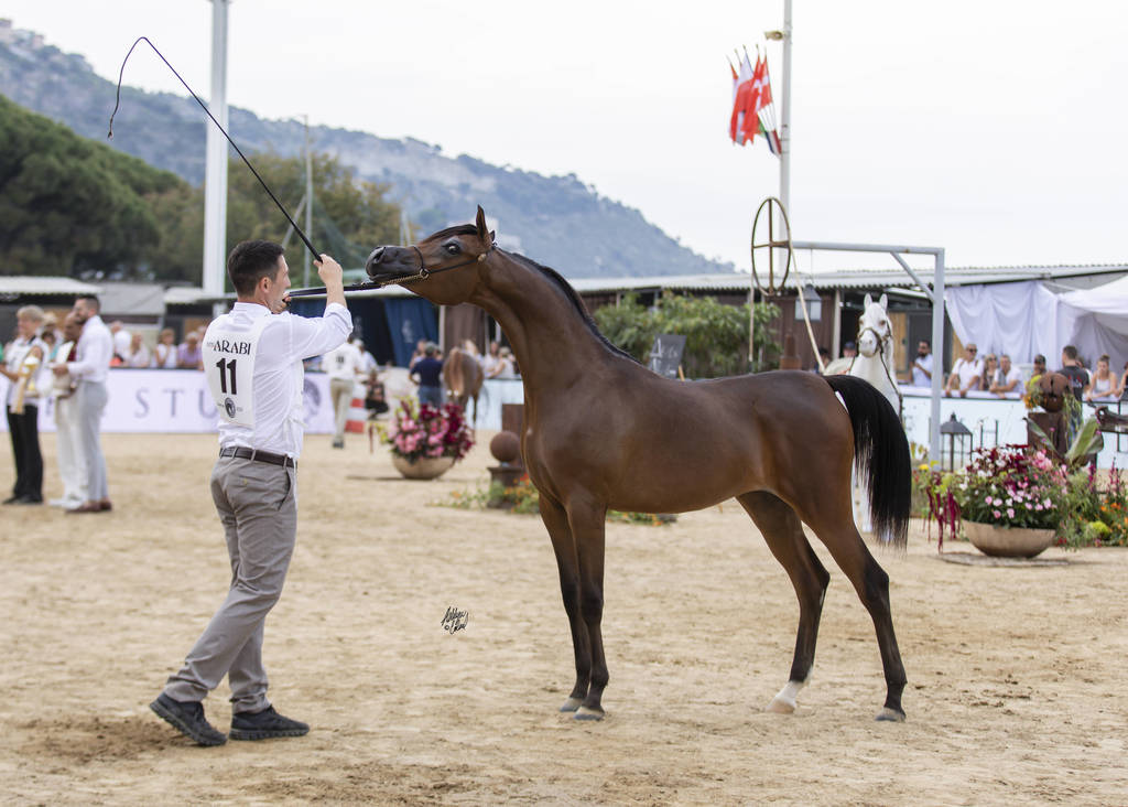 Menton Arabian Horse Show 2019