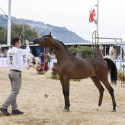 Menton Arabian Horse Show 2019