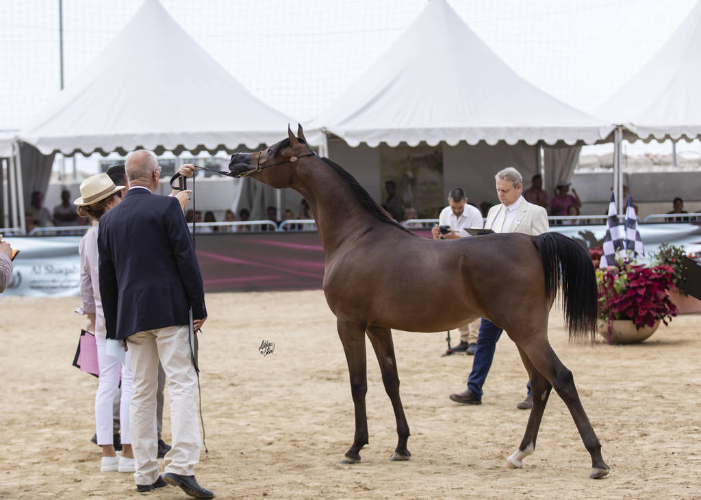 Menton Arabian Horse Show 2019