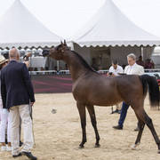 Menton Arabian Horse Show 2019