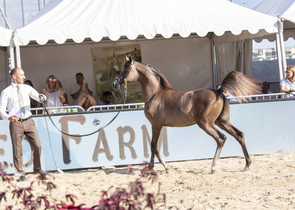 Menton Arabian Horse Show 2019