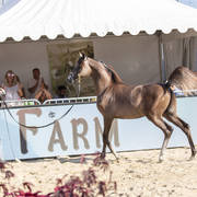 Menton Arabian Horse Show 2019