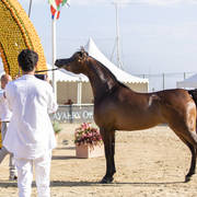 Eralda - Junior Female Silver Champion
