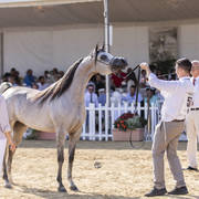 Menton Arabian Horse Show 2019