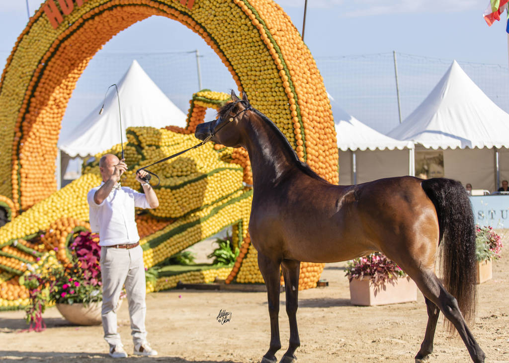 Eralda - Junior Female Silver Champion