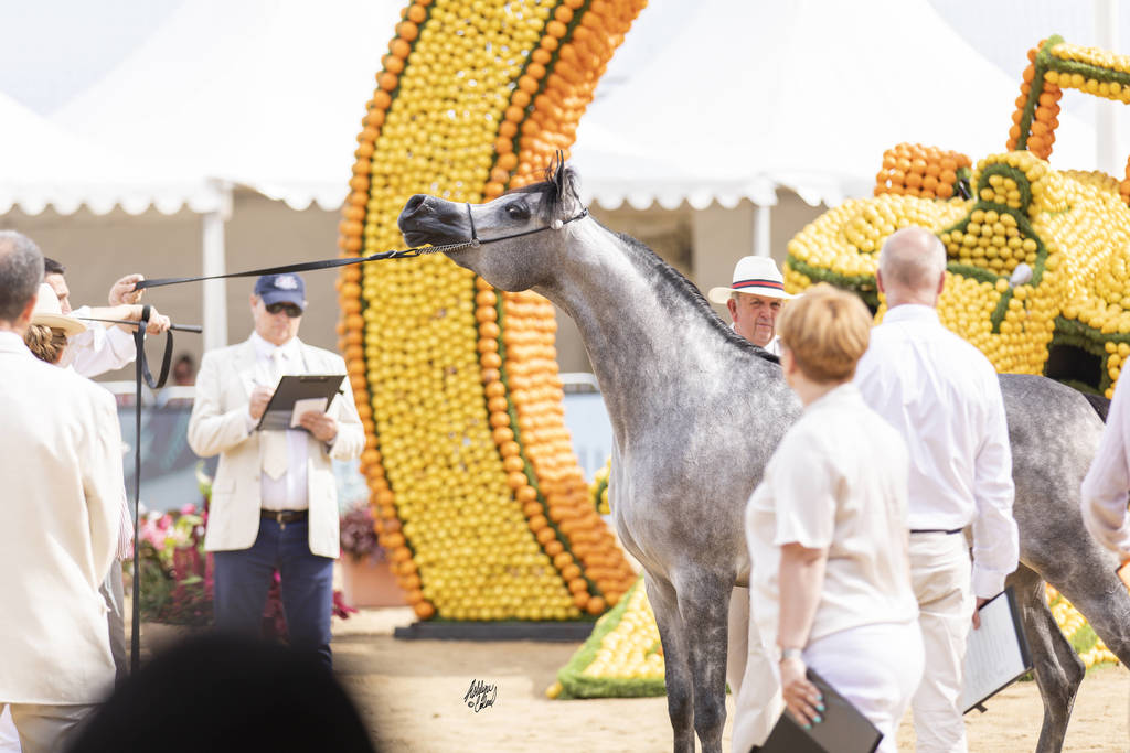 D Shihanah - Junior Female Gold Champion