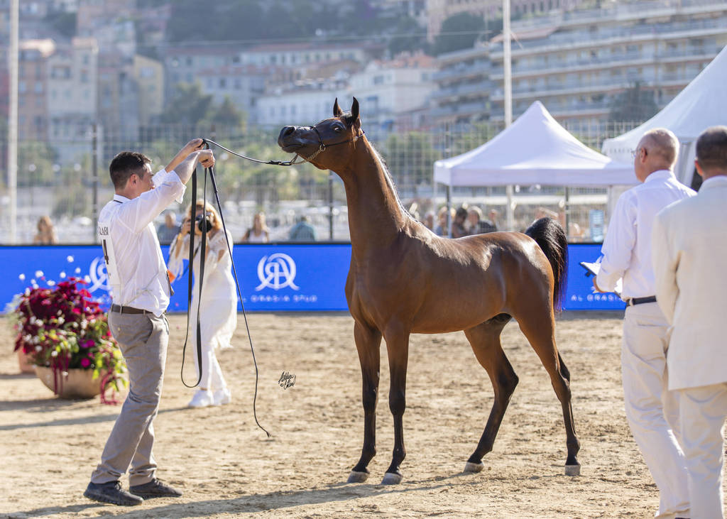 Menton Arabian Horse Show 2019