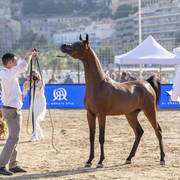 Menton Arabian Horse Show 2019