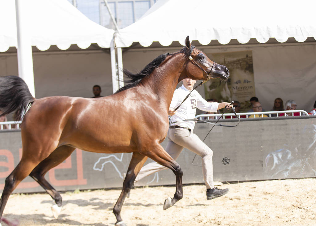Menton Arabian Horse Show 2019