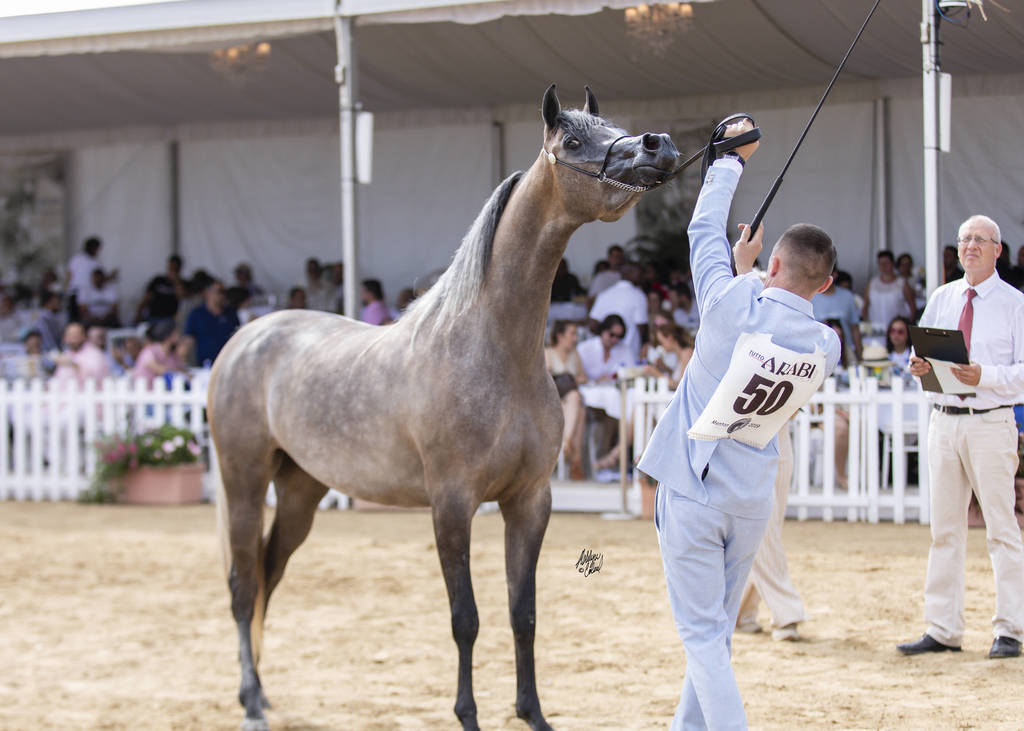 Menton Arabian Horse Show 2019