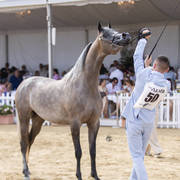 Menton Arabian Horse Show 2019