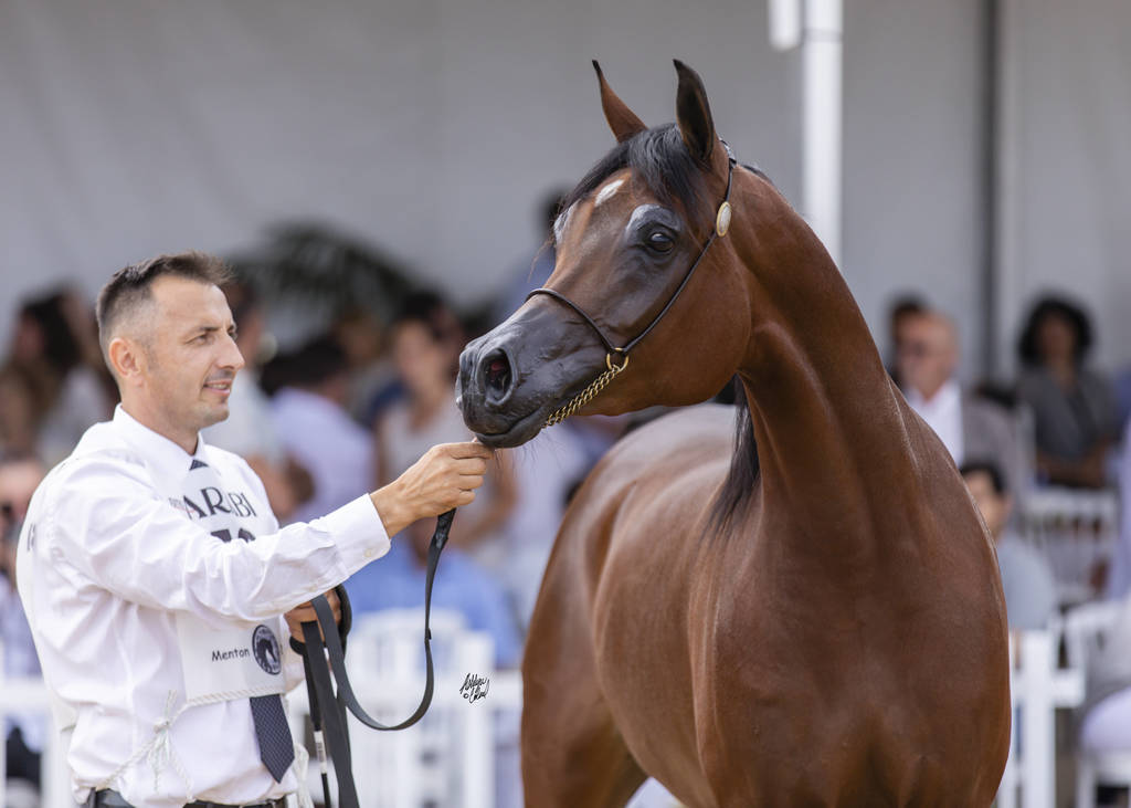 Menton Arabian Horse Show 2019