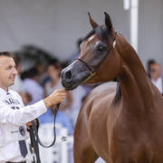 Menton Arabian Horse Show 2019