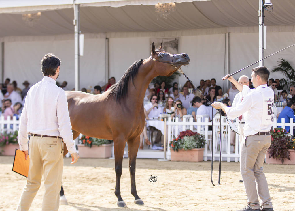 Menton Arabian Horse Show 2019