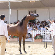 Menton Arabian Horse Show 2019