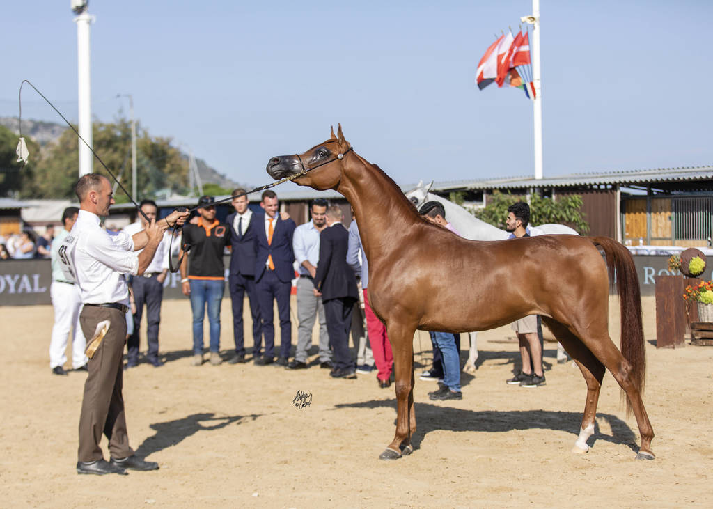 Menton Arabian Horse Show 2019