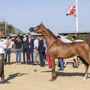 Menton Arabian Horse Show 2019
