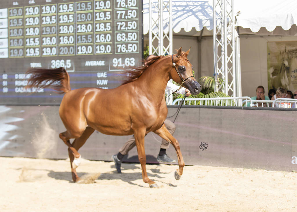 Menton Arabian Horse Show 2019