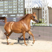 Menton Arabian Horse Show 2019