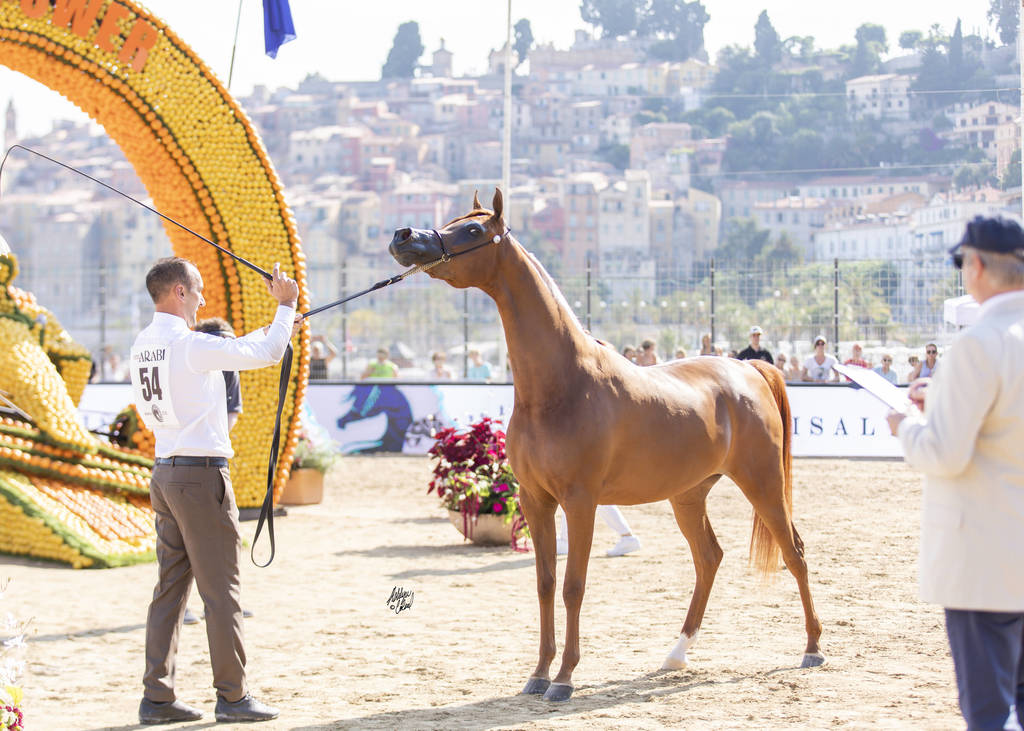 Menton Arabian Horse Show 2019