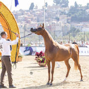 Menton Arabian Horse Show 2019