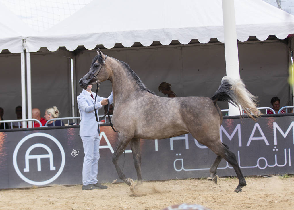 Menton Arabian Horse Show 2019