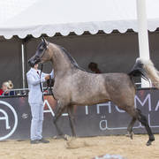 Menton Arabian Horse Show 2019