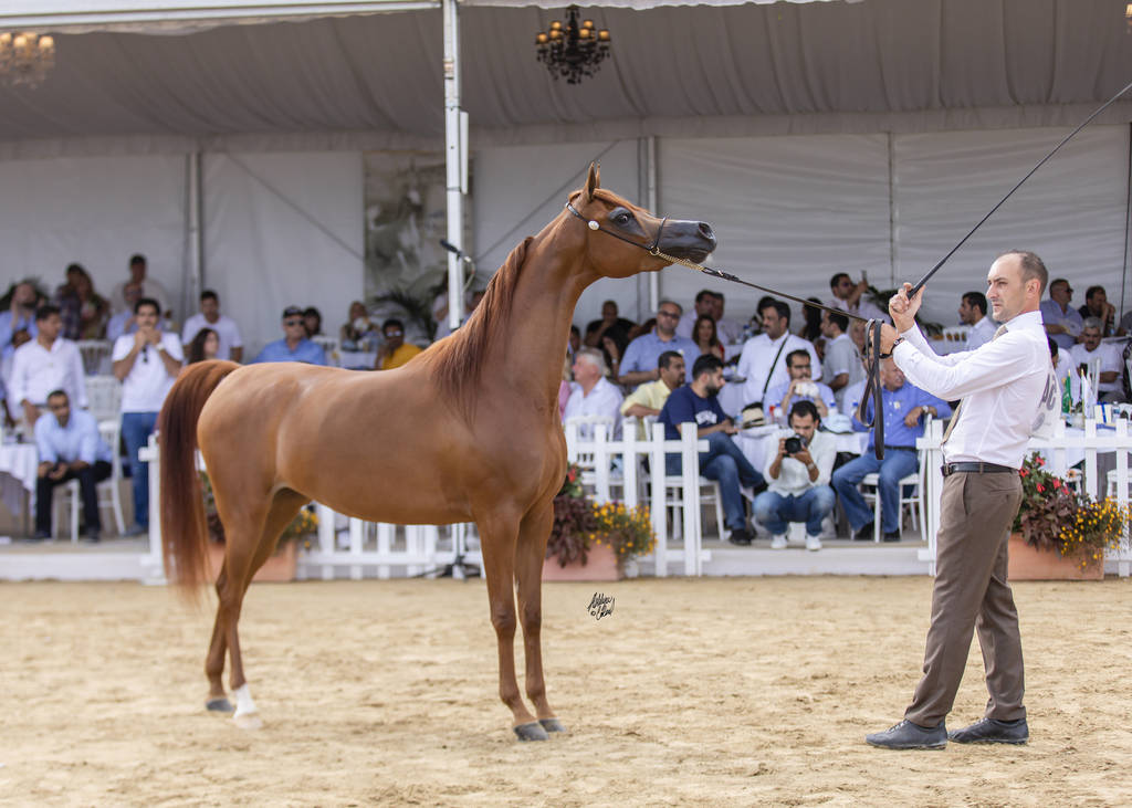 Menton Arabian Horse Show 2019