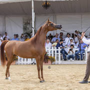 Menton Arabian Horse Show 2019