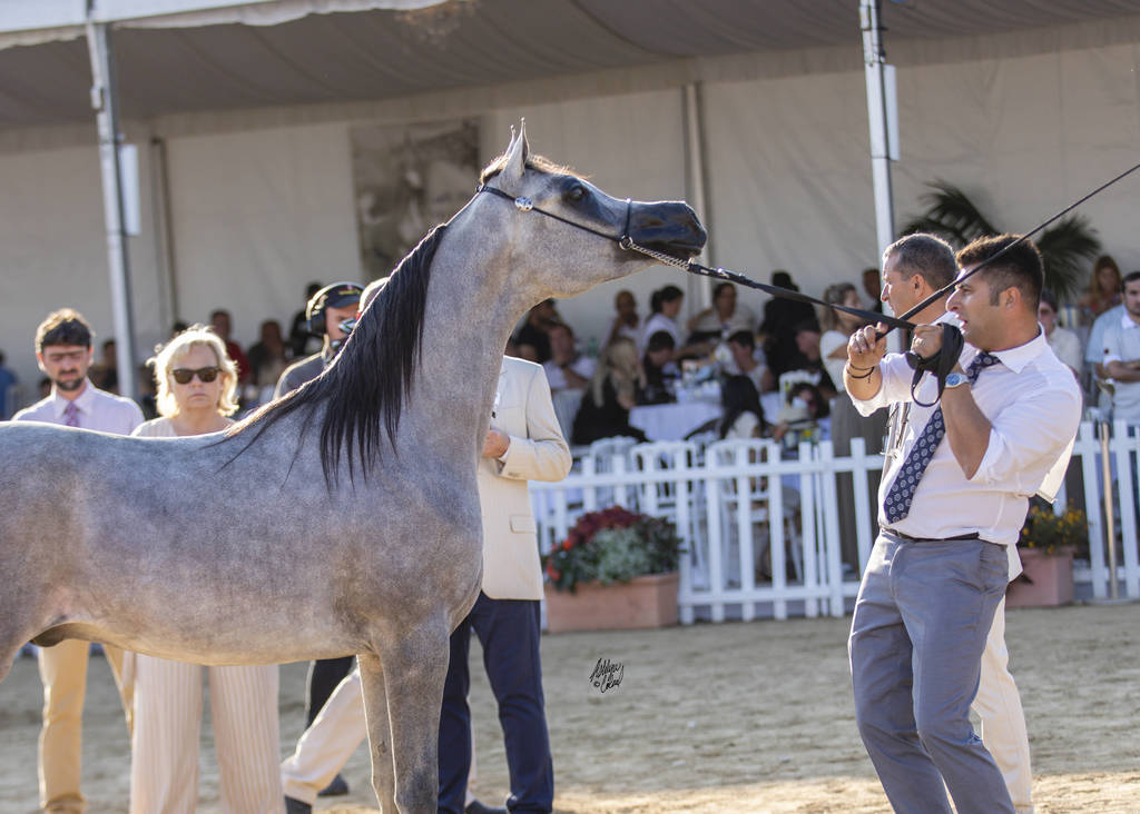 Menton Arabian Horse Show 2019