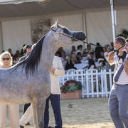 Menton Arabian Horse Show 2019