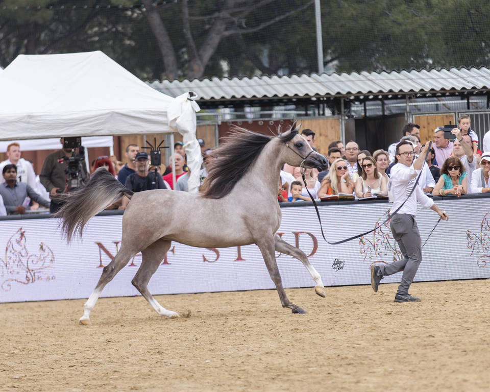 Algamra - Junior Female Bronze Champion