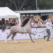 Algamra - Junior Female Bronze Champion