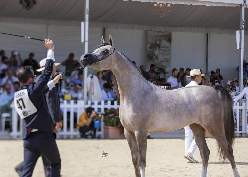 Algamra - Junior Female Bronze Champion