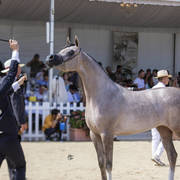 Algamra - Junior Female Bronze Champion