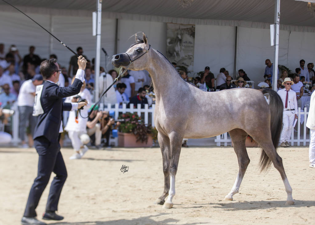 Algamra - Junior Female Bronze Champion