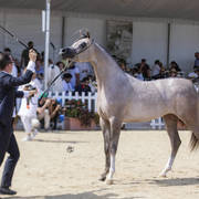 Algamra - Junior Female Bronze Champion