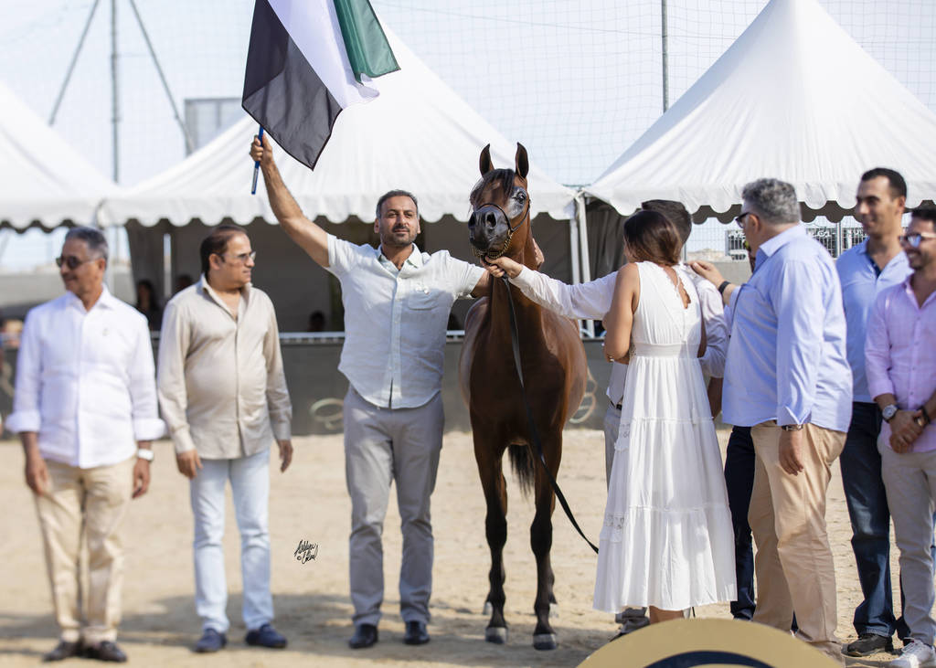D Mezyan - Yearling Male Gold Champion