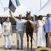 D Mezyan - Yearling Male Gold Champion