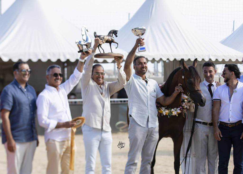 D Mezyan - Yearling Male Gold Champion