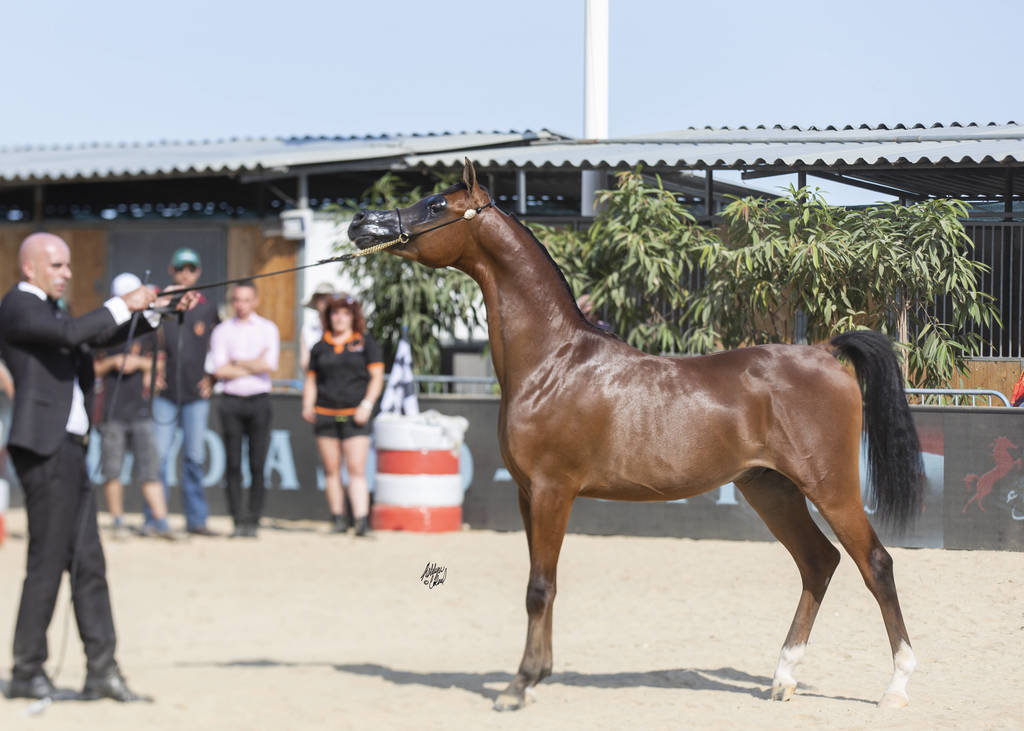 Dosar Alsayed - Yearling Male Bronze Champion